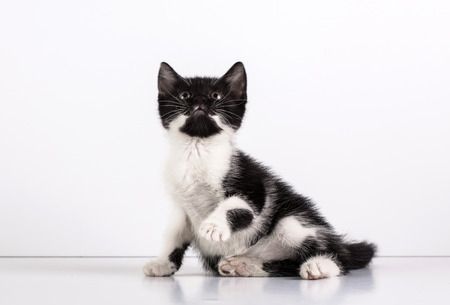 Cute little black and white kitten on white background