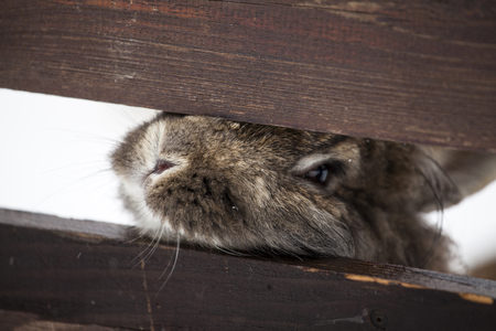 Bunny in snowの写真素材