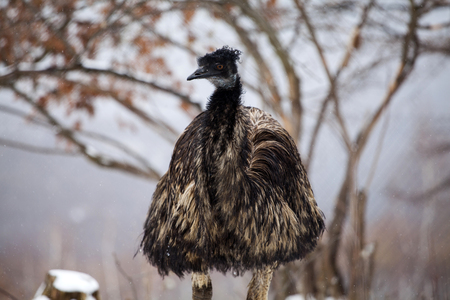 Emu in snowの写真素材