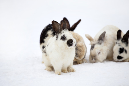 Bunny in snowの写真素材
