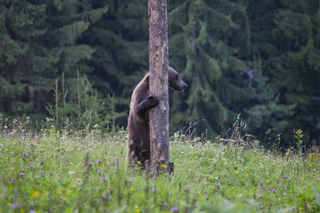 Carpathian brown bear in summer field