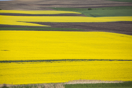 Beautiful flowering yellow rape field, spring at the country