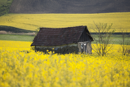 Small abandoned wooden house in yellow flowering rape field, nature spring landscapeの写真素材