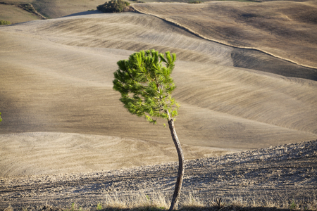 Spring/Autumn landscape with lonely tree in fieldの写真素材