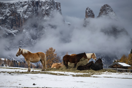 Horses on the winter meadow and Schlern (Sciliar) mountain peaks on background. Dolomite Alps, Seiser Alm (Alpe di Siusi), South Tyrol, Italy.の写真素材