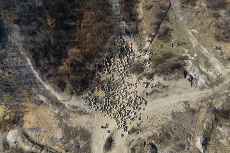 Herd of sheep grazing on field after a long winter. Aerial drone shotの写真素材