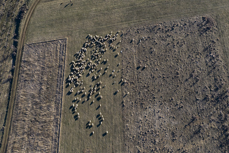 Herd of sheep grazing on field after a long winter. Aerial drone shot.の写真素材
