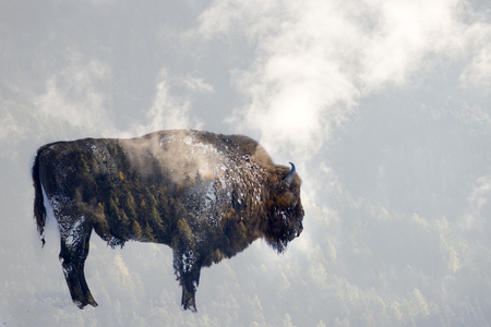 Double exposure of a wild bison, buffalo and a pine forestの写真素材
