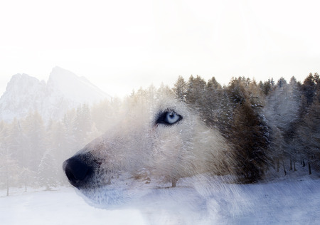 Double exposure image of a Siberian husky dog and a snowy pine forest.の写真素材