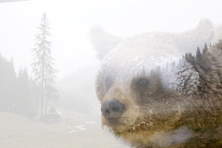 Double exposure of a wild brown bear and a pine forestの写真素材