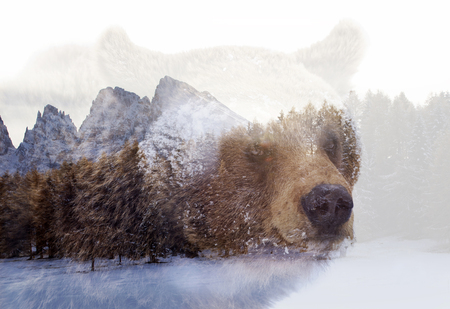 Double exposure of a wild brown bear and a pine forest
