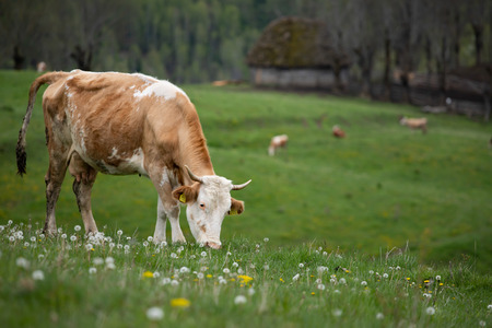 Cows grazing in a green meadow in spring.の写真素材