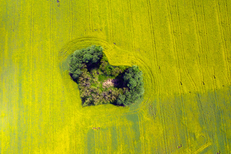 Aerial drone view of  heart shaped forest in spring rapeseed field. Heart of Earth. Earth day. Love life, save environment concept.の写真素材