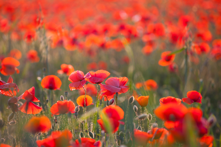 Poppies in the field - Remembrance Sunday background - Imageの写真素材