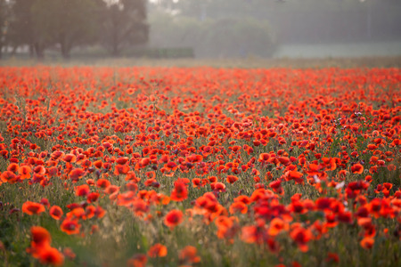 Poppies in the field - Remembrance Sunday background - Imageの写真素材