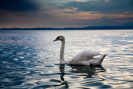 Idyllic sunset over Lake Garda with beautiful swans on the lakeの写真素材