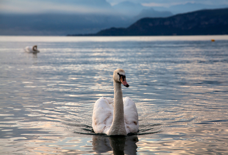 Idyllic sunset over Lake Garda with beautiful swans on the lakeの写真素材