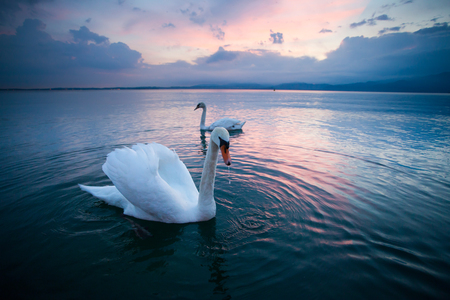 Idyllic sunset over Lake Garda with beautiful swans on the lakeの写真素材