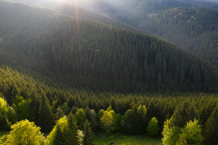 Beautiful aerial view of pine forest in Carpathian Mountains. Romanian countryside with emerald green forest.の写真素材