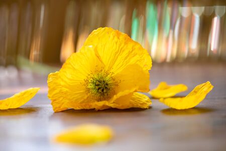 Poppy flower on wooden table.の写真素材