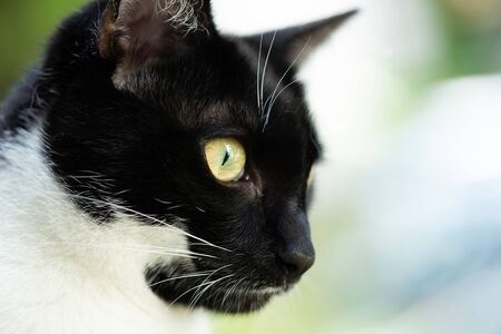 Portrait of a black and white cat with black mask.の写真素材