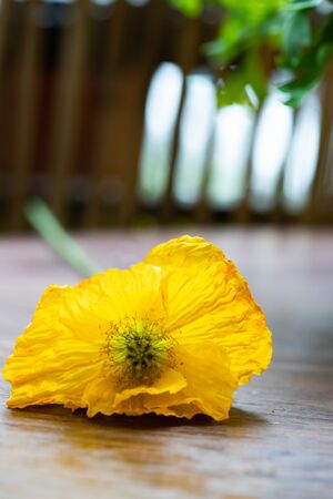 Summer fresh background of yellow poppy flower on vintage table.の写真素材