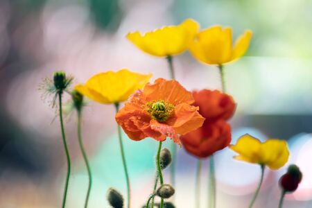 Wild poppy flower at sunset. Symbol of Remembrance Day.の写真素材