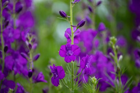 Colorful wild flowers (Consolida ajacis) growing in the springtime countryside.