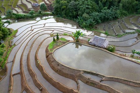 Aerial drone view of  terraced rice fields in Thailand.の写真素材