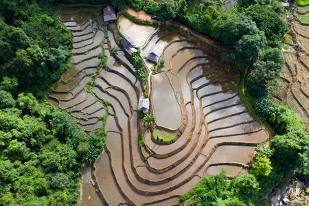 Aerial drone view of  terraced rice fields in Thailand.の写真素材