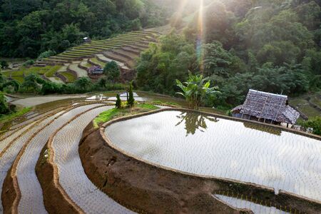 Aerial drone view of  terraced rice fields in Thailand.の写真素材