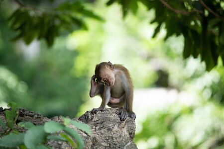 Macaque monke sitting on a rock in the jungle.の写真素材