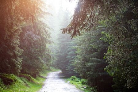 Beautiful landscape with pathway in the mountains forest at sunset.の写真素材