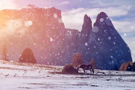 Horses on the winter meadow in snowfall, Dolomite Alps, Seiser Alm (Alpe di Siusi), South Tyrol, Italy.の写真素材