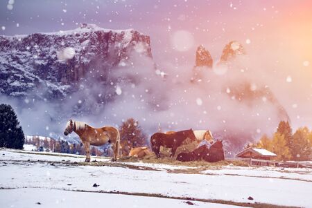 Horses on the winter meadow in snowfall, Dolomite Alps, Seiser Alm (Alpe di Siusi), South Tyrol,...