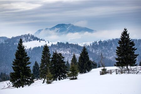 Fantastic winter landscape with snowy trees. Carpathian mountains, Romania, Europe. Christmas...
