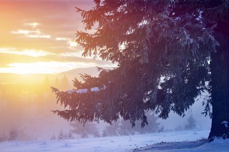 Fantastic winter landscape with snowy trees in the sunrise. Carpathian mountains, Romania, Europe....