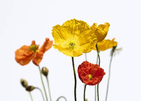 Colorful, red and yelow poppies on white background.の写真素材