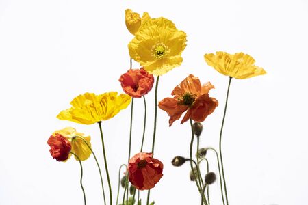 Colorful, red and yelow poppies on white background.の写真素材
