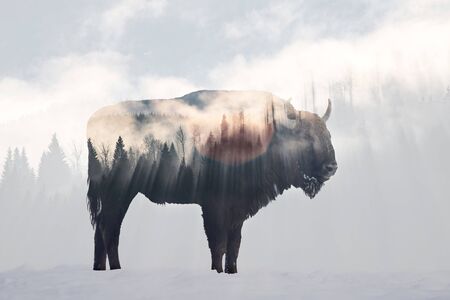 Double exposure of a wild bison, buffalo and a foggy pine forest
