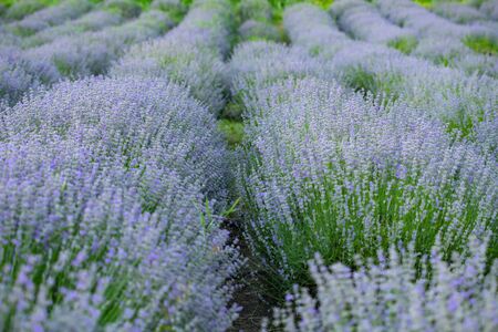 Rows of violet lavender flowers in Provence, France.の写真素材