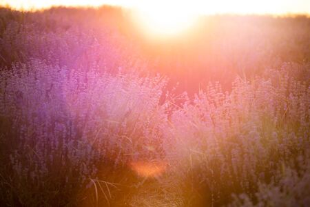 Sunset over a violet lavender field in Provence, France.