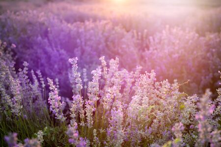 Sunset over a violet lavender field in Provence, France.の写真素材