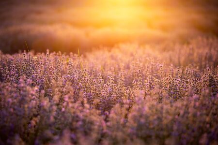 Sunset over a violet lavender field in Provence, France.