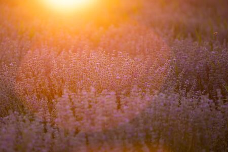 Sunset over a violet lavender field in Provence, France.の写真素材
