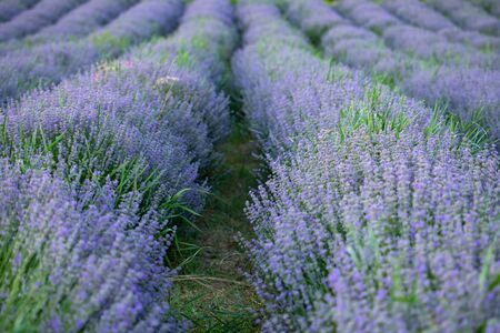 Rows of violet lavender flowers in Provence, France.の写真素材