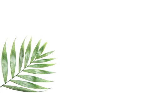 Creative layout made of colorful tropical leaves on white background. Minimal summer exotic concept with copy space. Border arrangement.の写真素材