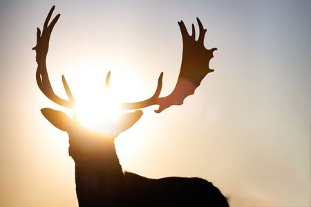 Reindeer silhouette in magic sunset light.の写真素材