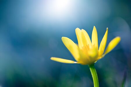 Blooming single Lesser Celandine in magic light.の写真素材