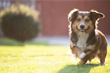 Happy dog running on green grassの写真素材